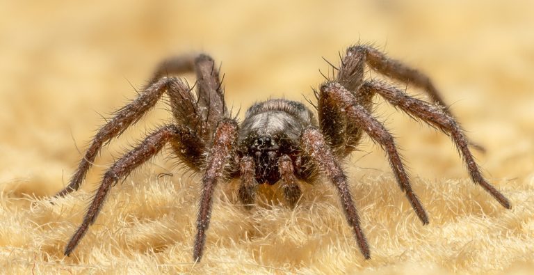 Arachnophobes Beware: The Spiders are out in Southern Colorado